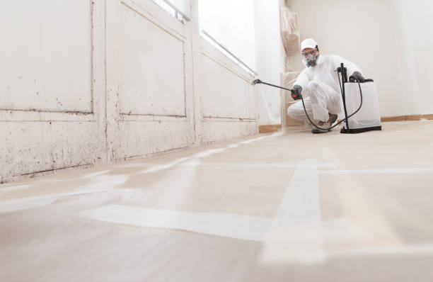 Black mold remediation team in Windermere